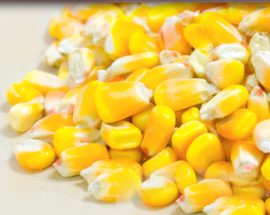 El maíz pertenece al grupo de las gramíneas. Es el grano obtenido de la especie “Zea mays L.”